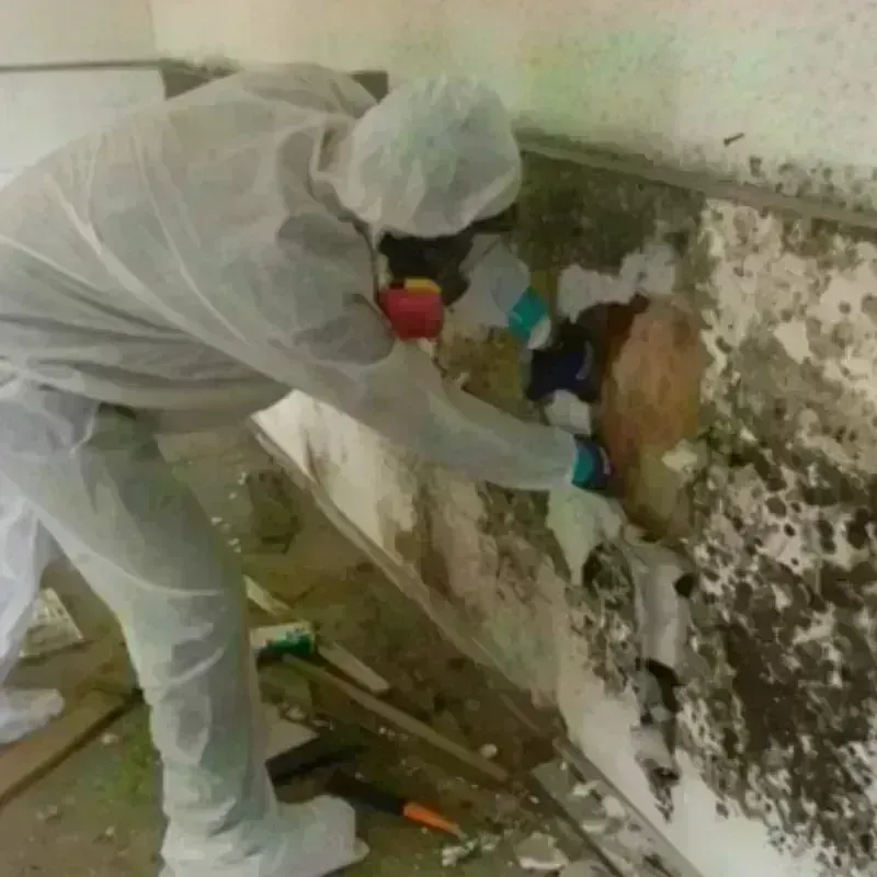 Mold Remediation and Removal in Ben Hill County, GA